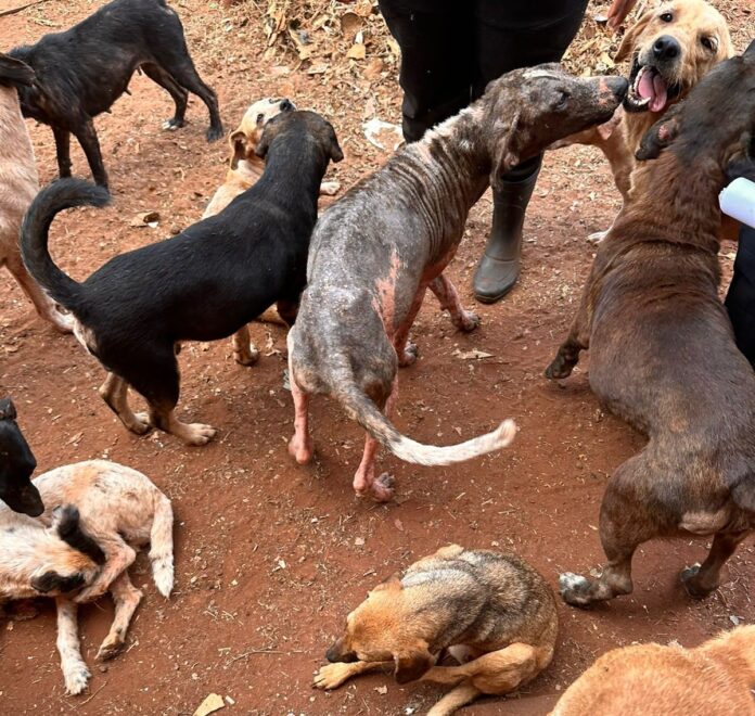 Polícia Civil prende duas mulheres por maus-tratos de a animais e poluição ambiental na Chácara dos Poderes, em Campo Grande