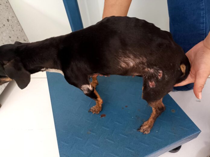 Em apenas uma semana, duas pessoas foram presas por maus-tratos a animais em Amambai