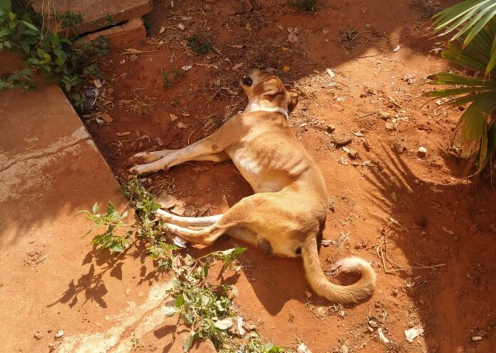 Polícia Civil prende autor de maus-tratos a animais em Taquarussu