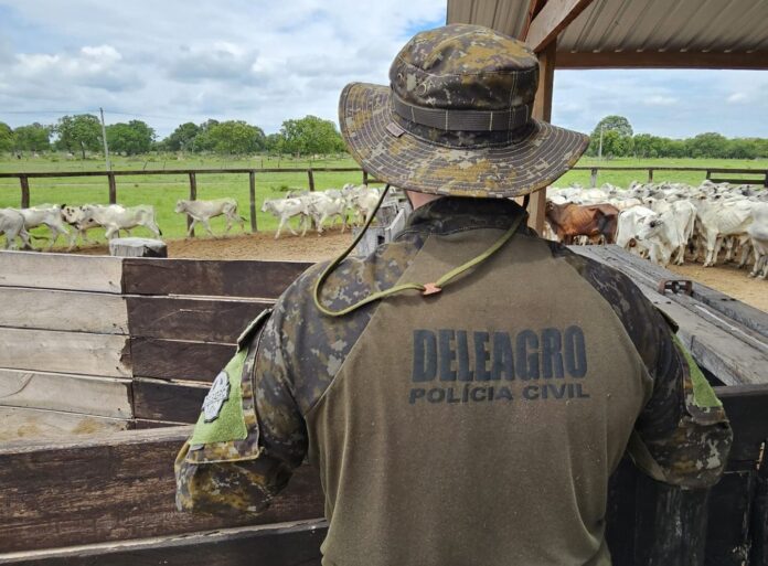 Polícia Civil recupera 126 cabeças de gado furtadas e remarcadas, avaliadas em aproximadamente R$ 400.000
