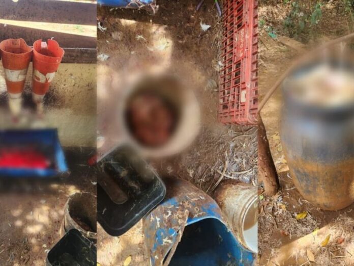 Polícia fecha abatedouro clandestino de frangos no Los Angeles