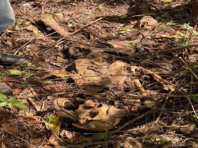 Fazendeiro encontra ossada humana em Maracaju