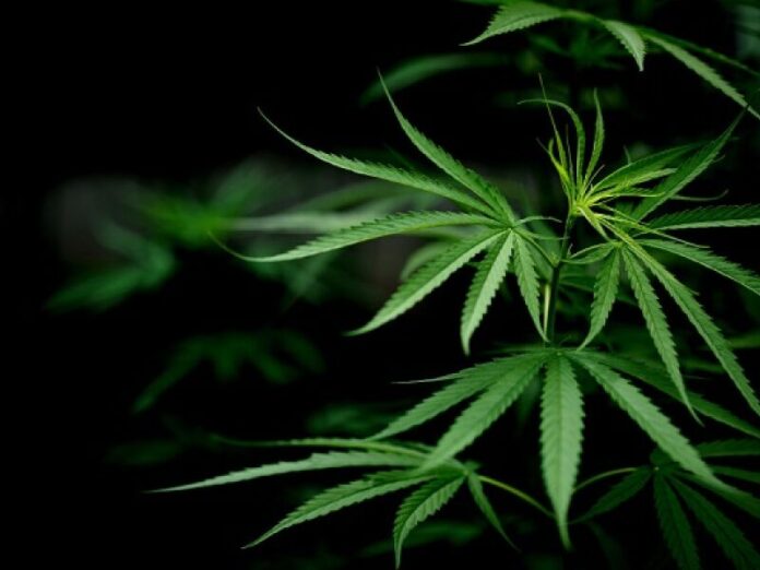 Polícia prende traficante e apreende 60 pés de maconha em casa de Paranaíba