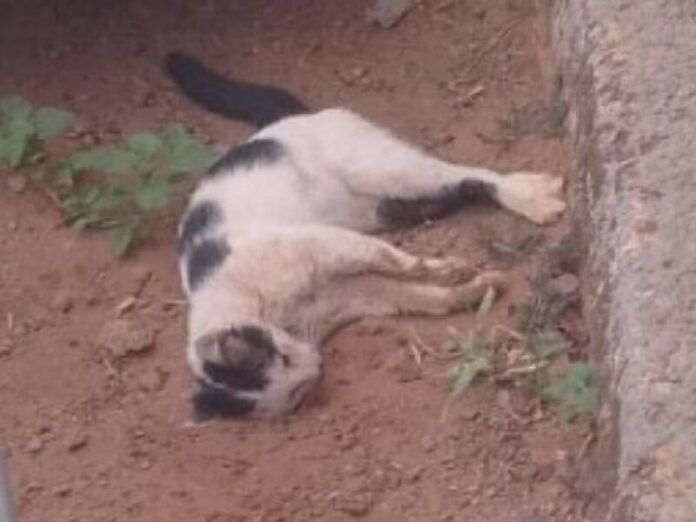 Moradores denunciam envenenamento de gatos em condomínio de Três Lagoas