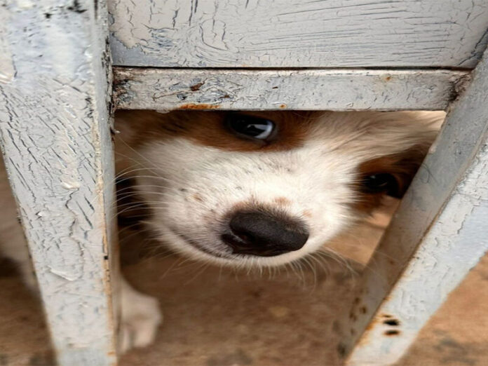 Filhotes morrem e tutora é presa por maus-tratos a sete cachorros em Campo Grande