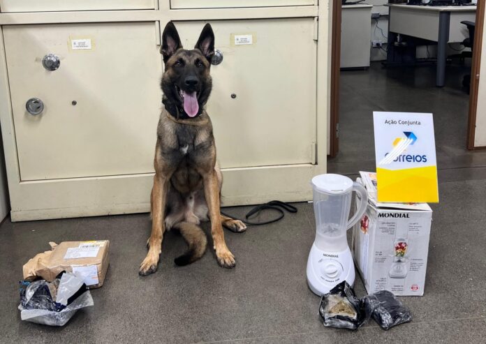 Polícia Civil apreende mais de 900 gramas de drogas prestes a serem enviadas pelos Correios