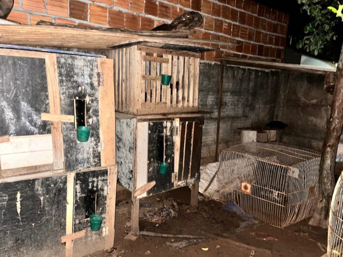 Policiais civis resgatam animais utilizados em rinha, em Chapadão do Sul
