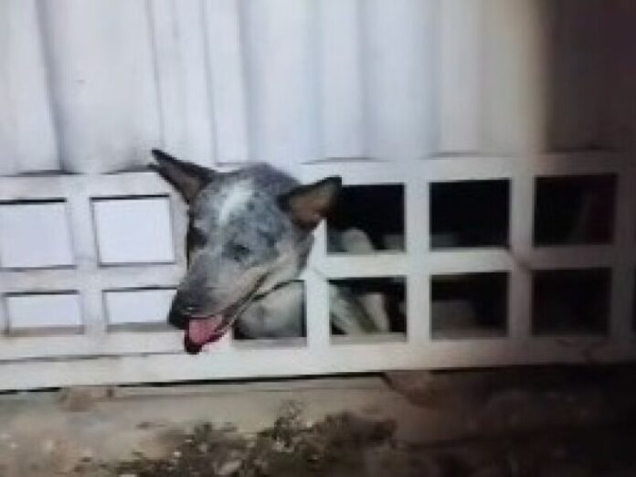VÍDEO: Bombeiros resgatam cachorro que ficou com a cabeça presa em portão em Corumbá