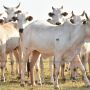 Fios soltos matam rebanho e empresa de energia terá que pagar R$ 85 mil à fazenda