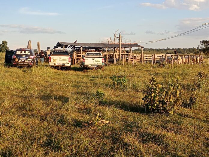 Polícia Civil prende pai e filho duas vezes em 48 horas por receptação de bovinos em Nova Andradina