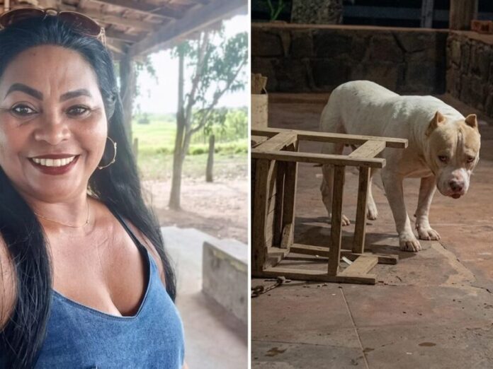 Mulher morre atacada por pit bull enquanto dava banho no animal em casa