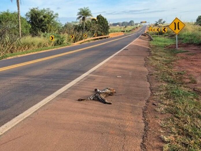 Jaguatirica é encontrada morta com sinais de atropelamento em São Gabriel do Oeste