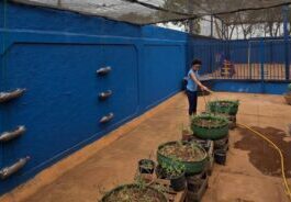 Escola da Reme vence prêmio nacional de educação ambiental – CGNotícias