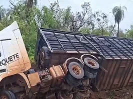 Caminhão carregado com bois tomba em rodovia entre Bela Vista e Caracol Caminhão carregado com bois tomba em rodovia entre Bela Vista e Caracol