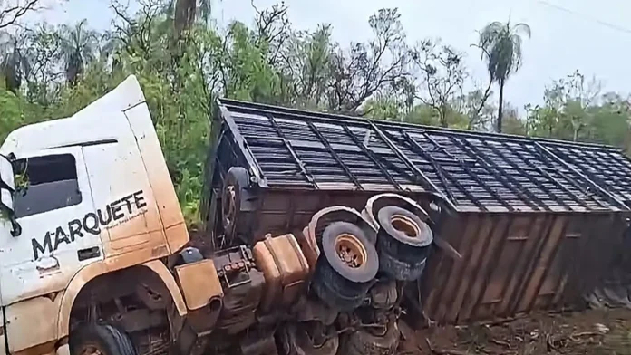 Caminhão carregado com bois tomba em rodovia entre Bela Vista e Caracol