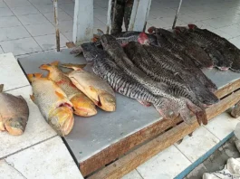 Dupla é presa com 134 kg de pescado irregular e dourados proibidos em MS